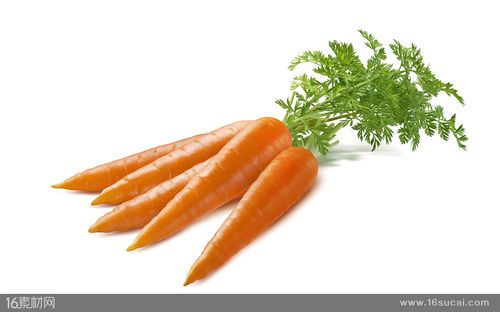  高清图片 食品果蔬图片 关键词:胡萝卜叶子新鲜蔬菜营养蔬菜农